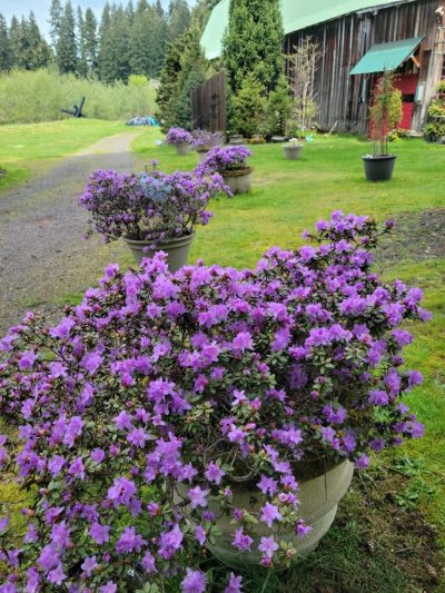pots of purple azaleas blooming with barn