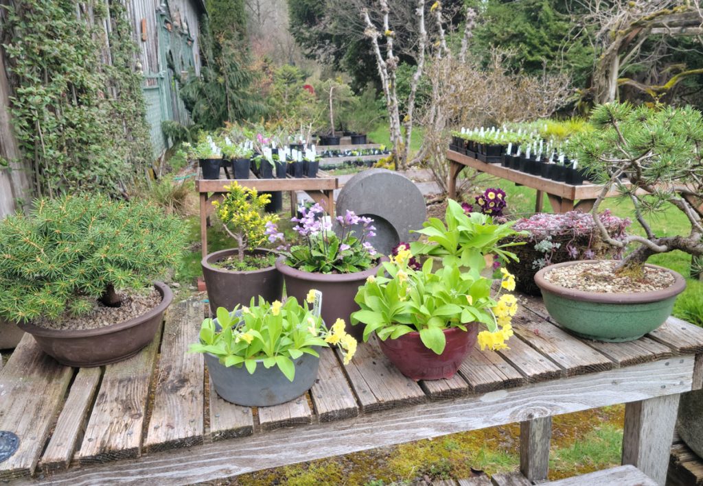 Potted plants, and bonsia trees set on rustic tables with more nursery plants and trees in the background