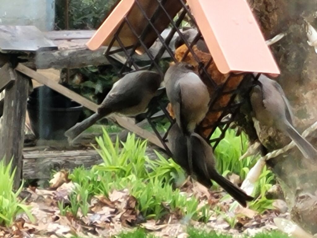small birds, bushtits feeding on suet feeder