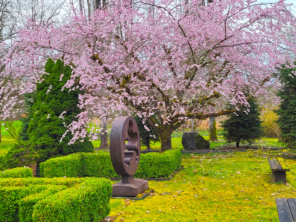 A cherry tree covered with pink blossoms, bronze circular sculptor in foreground